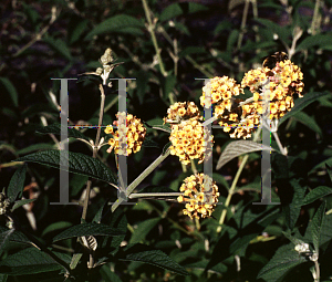 Picture of Buddleia x weyeriana 'Sungold'