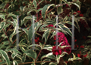 Picture of Buddleia davidii 'Harlequin'