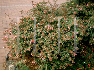 Picture of Abelia  'Edward Goucher'