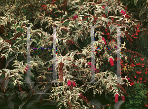 Picture of Buddleia davidii 'Harlequin'