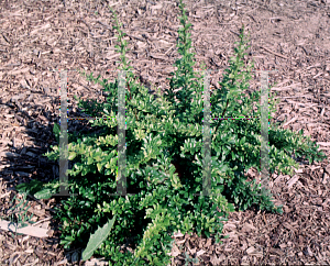 Picture of Berberis thunbergii 'Sparkle'