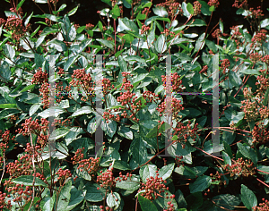 Picture of Ceanothus x pallidus var. roseus 