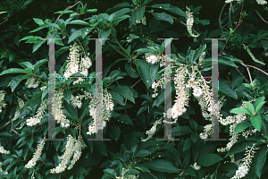 Picture of Clethra barbinervis 