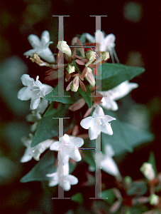 Picture of Abelia x grandiflora 