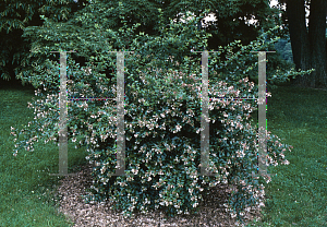 Picture of Abelia x grandiflora 