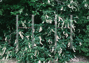 Picture of Clethra barbinervis 