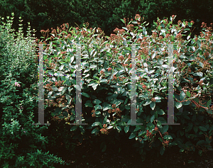 Picture of Ceanothus x pallidus var. roseus 