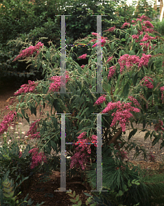 Picture of Buddleia davidii 'Dartmoor'