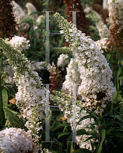 Picture of Buddleia davidii 'White Delight'