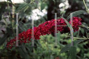 Picture of Buddleia davidii 'Royal Red'