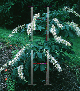 Picture of Aesculus parviflora f. serotina 