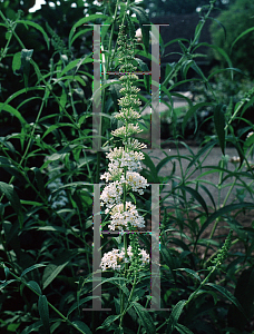 Picture of Buddleia davidii 'White Cloud'