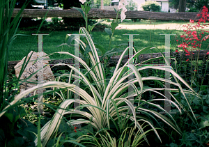 Picture of Hemerocallis  'Conzo'