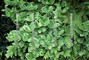 Picture of Polygonatum odoratum 'Variegatum'