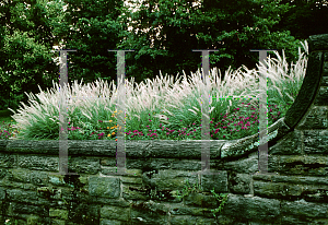 Picture of Pennisetum alopecuroides 'Hamelin'