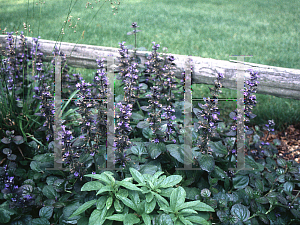 Picture of Ajuga reptans 'Catlin's Giant'