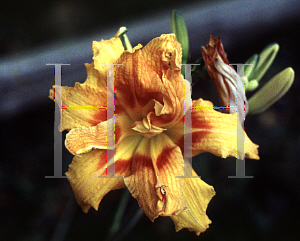 Picture of Hemerocallis  'Conzo'