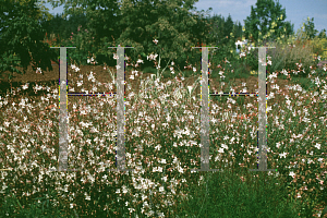 Picture of Oenothera lindheimeri 'Whirling Butterflies'