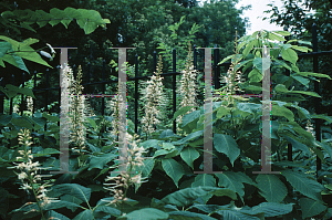 Picture of Aesculus parviflora 