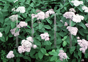 Picture of Spiraea fritschiana 'Wilma(Pink Parasols)'