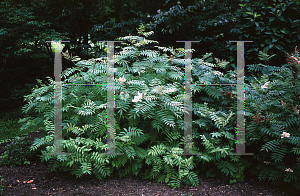 Picture of Sorbaria sorbifolia 