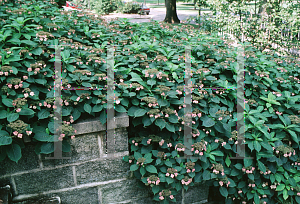 Picture of Hydrangea serrata 'Blue Billow'