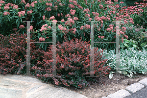 Picture of Berberis thunbergii 'Crimson Pygmy'