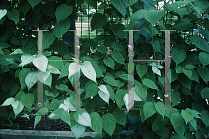 Picture of Actinidia kolomikta 