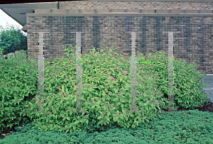 Picture of Spiraea  'Goldmound'