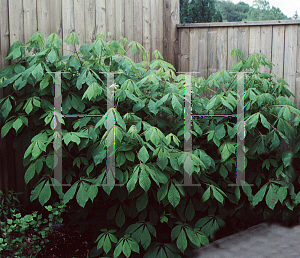 Picture of Aesculus parviflora 