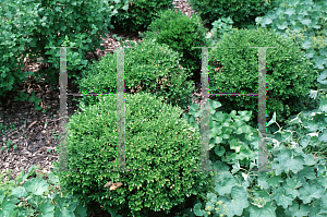 Picture of Buxus microphylla var. koreana 'Winter Green'