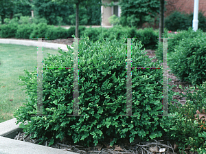 Picture of Buxus  'Green Velvet'