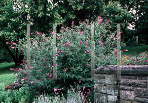 Picture of Buddleia davidii 'Nanho Purple'