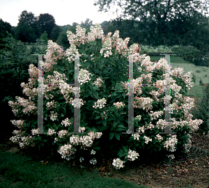 Picture of Hydrangea paniculata 'Unique'