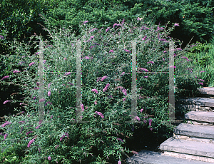 Picture of Buddleia davidii 'Nanho Blue'