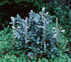 Picture of Fothergilla gardenii 'Blue Mist'