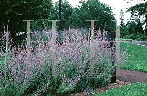 Picture of Perovskia atriplicifolia 