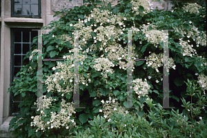 Picture of Hydrangea petiolaris 