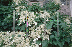 Picture of Hydrangea petiolaris 