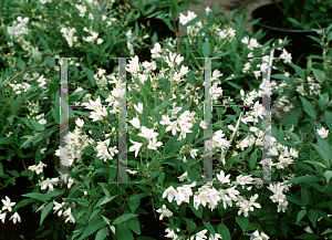 Picture of Deutzia gracilis 'Nikko'