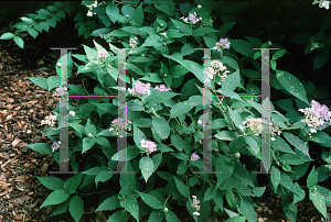 Picture of Hydrangea involucrata 