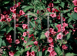 Picture of Weigela florida 'Vanicek'