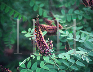 Picture of Amorpha fruticosa 