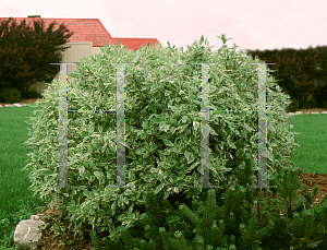 Picture of Cornus alba 'Elagantissima'