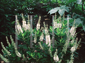 Picture of Clethra alnifolia 'September Beauty'