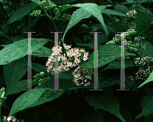 Picture of Callicarpa japonica 'Leucocarpa'