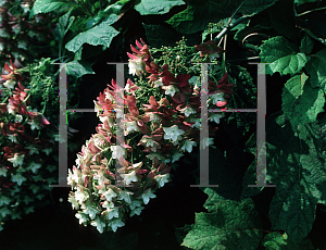 Picture of Hydrangea quercifolia 'Snowflake'