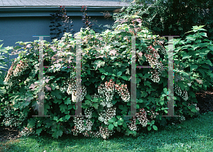 Picture of Hydrangea quercifolia 'Snowflake'