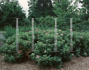 Picture of Rosa rugosa 'Frau Dagmar Hastrup'