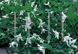 Picture of Philadelphus x falconeri 